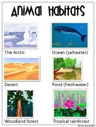 Animal Habitats Diorama Project Writing Assignment Rubrics And Anchor Chart Animal Habitats Animal Habitats Preschool Habitat Activities
