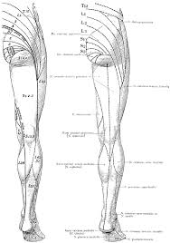 Cutaneous Nerves On The Back Of The Legs Clipart Etc