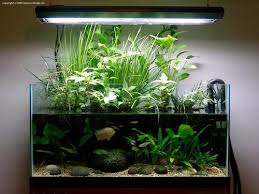 Beautiful Looking Aquarium Ecosystem Fish Tank Plants Aquarium Fish Tank Planted Aquarium