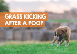 Why Do Dogs Kick Up Grass After They Poop Pee How To Stop