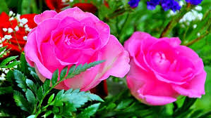 Rose new wallpaper flower image flower petals nature red. Rose Flower Wallpaper Hd Free Download Flower Flowering Plant Petal Pink Plant 120987 Wallpaperuse