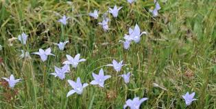 Image result for Wahlenbergia androsacea