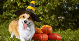 Harry potter dog name considerations. 100 Outstanding Harry Potter Dog Names For Your Furry Little Wizard Dogvills