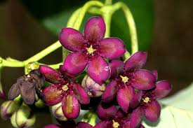 Image result for Parquetina calophylla