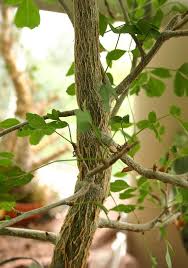 Image result for Commiphora