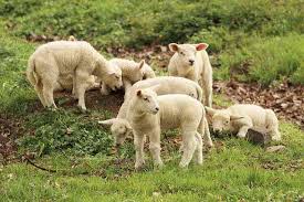 The grass is always greener on the other side. 45 Nama Anak Hewan Name For Animal Young Dalam Bahasa Inggris Dan Penjelasannya Contohtext