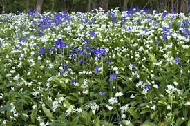 Image result for Allium ursinum