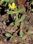 Image result for Portulaca foliosa