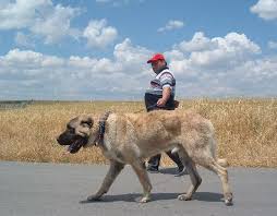 Kangal dog price at the present is not too high, about $600 per puppy on the average. Kangal Dog Info Varieties Care Training Pictures