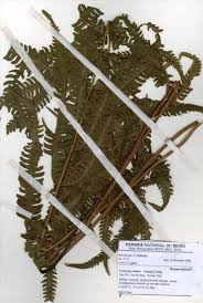 Image result for Cyclosorus striatus