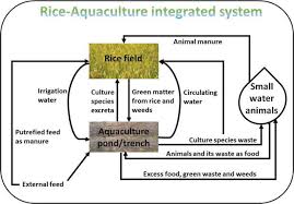 integrated rice and aquaculture farming intechopen