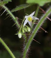 Image result for Solanum aculeatissimum