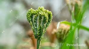 Image result for Eleusine coracana