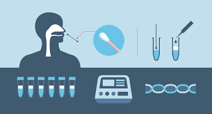 Infografik perbedaan rapid, swab test dan pcr. Testagem Gratuita Para Covid 19 E Ampliada Prefeitura Municipal De Ubatuba