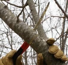 Quince fruits are produced on the new season's growth so winter pruning can be used to promote new shoots and a better fruit crop. Pruning Cooperative Extension Tree Fruits University Of Maine Cooperative Extension