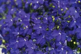 Image result for Lobelia minutula
