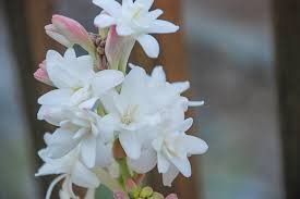 Image result for Polianthes tuberosa