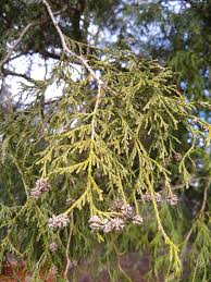 Image result for kabatina thujae