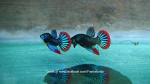 Join facebook to connect with franks bettas and others you may know. Wild Betta Imbellis Type Blue By Yangs Betta