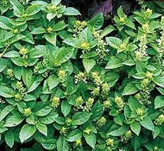 Image result for Ocimum labiatum