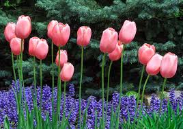 Next, select and buy flowers from a garden store or nursery. 17 Flowering Perennials That Will Grow Anywhere Gardener S Path