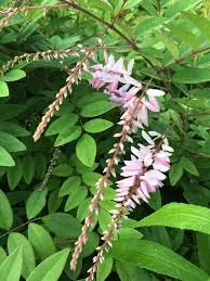 Image result for Indigofera kirkii