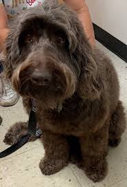 They are loving and eager to please, they love to play and cuddle, and they are first bred in 1988 by and an australian breeder, the mini labradoodle is a cross between a miniature poodle and a labrador retriever. Available Labradoodle Puppies For Sale In Sc Nc Danmar Labradoodles