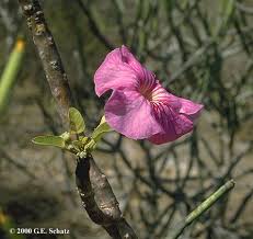 Image result for Pedaliaceae