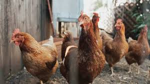 La menace d'une épidémie mondiale. Grippe Aviaire La Zone De Restriction Autour De L Elevage Dinantais Est Levee Matele