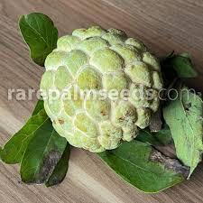 Image result for Annona squamosa