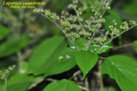 Image result for Laportea alatipes