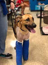 Promote responsible pet ownership and community safety renunite the lost rescue the neglected increase adoptions, and reduce pet overpopulation through innovative programs and services. Hard Work Produces A Better Dog Milos Dog Rescue Of South Florida New Pelican