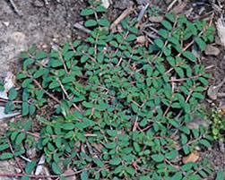 Leaves are often broad with netted veins, but they may also be narrow and veinless. Help With Weed Identification Whav