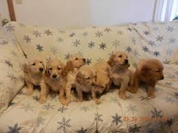 We believe it is important that the pups be handled often. Playful Golden Retriever Puppies For Sale In Springfield Missouri Classified Americanlisted Com