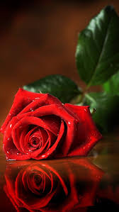 Black Background With Rose In Middle Pin By Lavern Vickers Little On Yazisiz In 2020 Beautiful Rose Flowers Red Roses Red Rose Bouquet