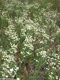 Image result for Oxyanthus strigosus