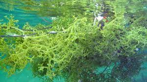 Maybe you would like to learn more about one of these? Collegen Rumpai Laut Photos Facebook