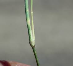 Image result for Moorochloa eruciformis