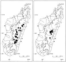 Image result for Harveya alectroides