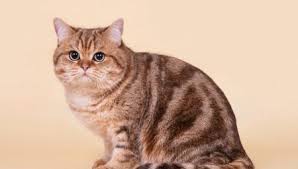 Di bahagian tenggara asia, negeri kuno thailand, yang dahulunya dikenali sebagai siam, terletak. Kucing Tabby Warna 25 Gambar Senarai Baka Kucing Perak Brindle Ungu Dan Warna Lain Warna Kucing Linkx Point