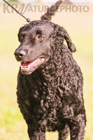 Image result for curly coated retrívr