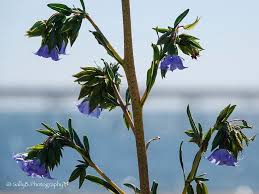 Image result for Trichodesma zeylanicum