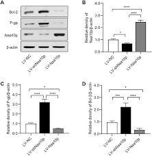 Learn what its like to work for k.t. Naa10p Enhances Chemosensitivity To Cisplatin In Oral Squamo Cmar
