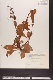 Image result for Lysimachia ruhmeriana