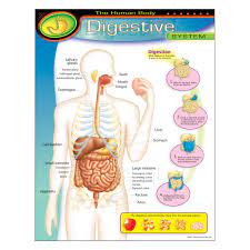 The Human Body Digestive System Learning Chart Digestive System Human Digestive System Human Body Worksheets