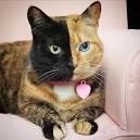 Best Exotic Cat Breeds | List of Most Unusual Cats