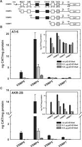 It is composed of several parts. Cell Cycle Mediated Regulation Of Smooth Muscle A Actin Gene Transcription In Fibroblasts And Vascular Smooth Muscle Cells Involves Multiple Adenovirus E1a Interacting Cofactors Journal Of Biological Chemistry