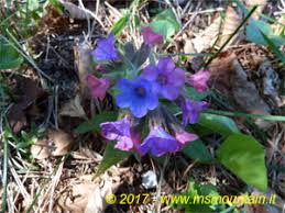 Fiore blu scuro nana spiga blu intenso. Esempi Di Erbe Fiori E Piante