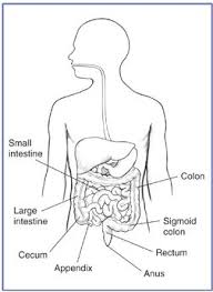 Drawing Of The Gi Tract With The Small Intestine Large Intestine Colon Sigmoid Colon Cec Human Digestive System Digestive Disease Digestive System Diagram All the best small intestine drawing 39+ collected on this page. human digestive system