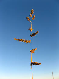 Image result for Eragrostis echinochloidea